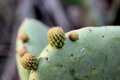 Close-up of green leaves