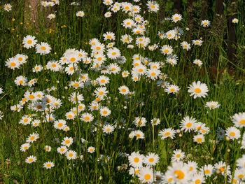 High angle view of daisies on field