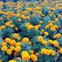 Close-up of yellow flowers blooming in field