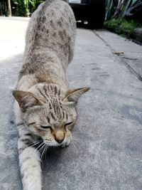 Portrait of cat sitting outdoors