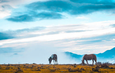 Horses grazing in a field