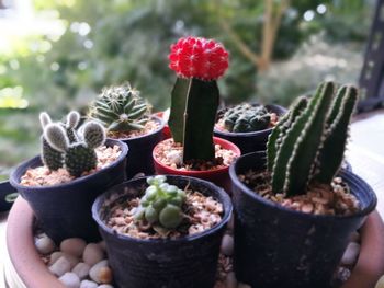 Close-up of succulent plants