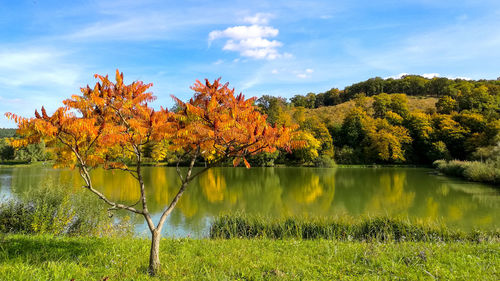 Scenic view of lake by trees during autumn