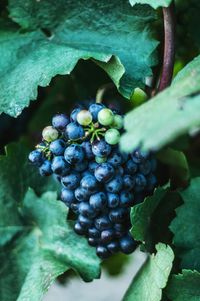 Close-up of grapes