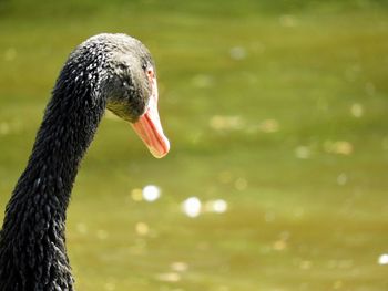 Close-up of swan swimming in lake