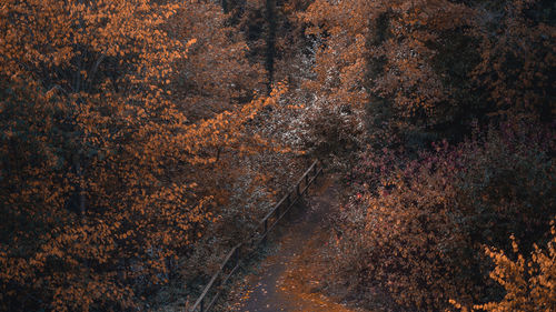 Full frame shot of autumn trees at night