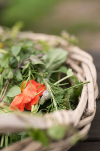 Close-up of red flowers in basket