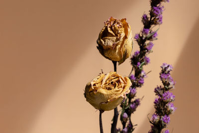 Close-up of wilted flower