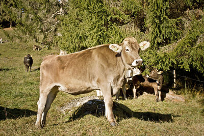 Cows standing in a field