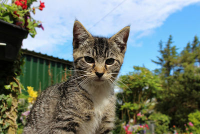 Portrait of a cat