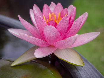 Close-up of pink water lily