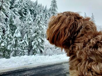 Dog on snow covered field