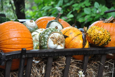 Close-up of pumpkins on plants