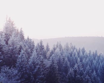 Trees in forest during winter