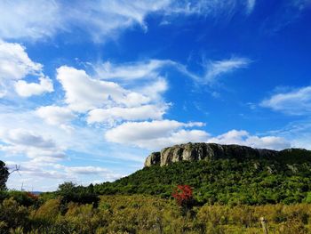 Scenic view of tree against sky