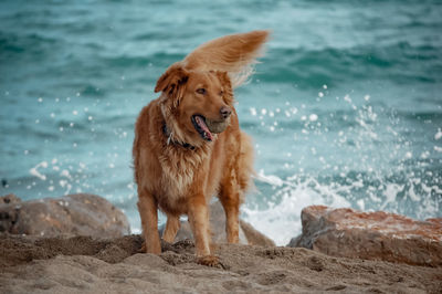 Dog standing on beach