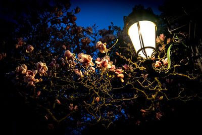 Low angle view of plant at night