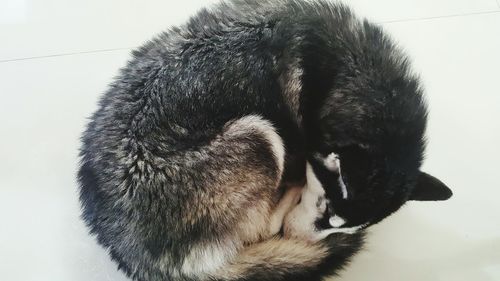 Dog relaxing on floor