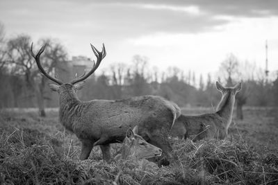 Deer standing on field against sky