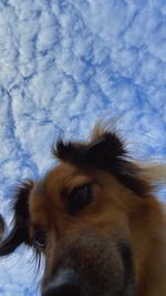 Low angle view of dog looking away against sky