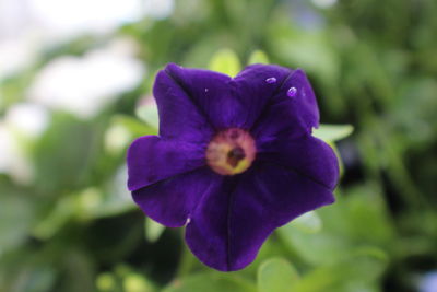 Close-up of purple flower blooming outdoors