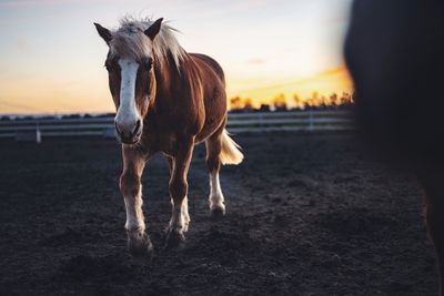 Horse standing on field