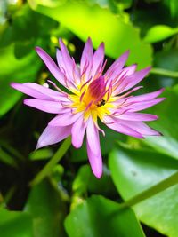 Close-up of pink water lily in pond