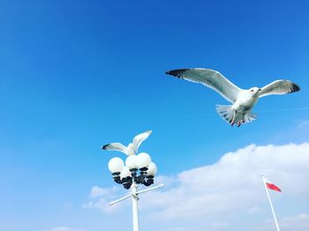 Low angle view of seagull flying against blue sky