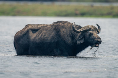 Close-up of buffalo standing on field