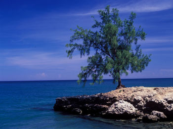 Tree by calm blue sea against sky