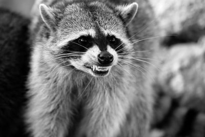 Close-up of snarling raccoon