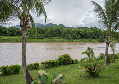 Scenic view of palm trees by sea against sky