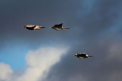 Low angle view of bird flying against sky
