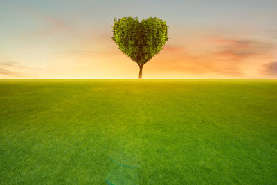 Plant growing on field against sky during sunset