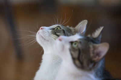 Close-up of cat looking up with reflection on mirror