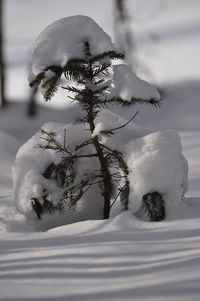 Close-up of tree against sky during winter