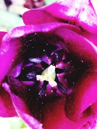 Close-up of water drops on pink rose flower