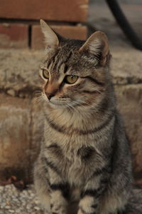 Close-up of a cat looking away