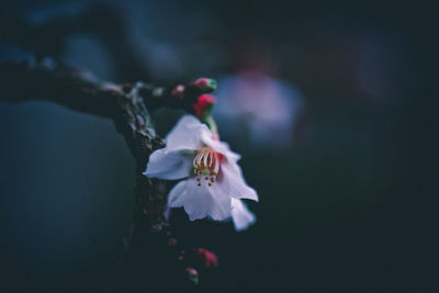 Close-up of cherry blossom