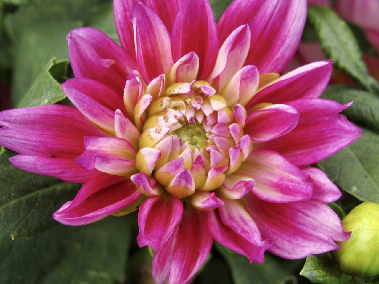 CLOSE-UP VIEW OF PINK DAHLIA