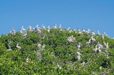 Bird perching on plant against clear sky