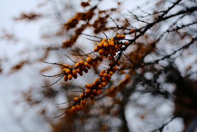 Close-up of fruit growing on tree