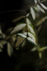 Close-up of plant against blurred background