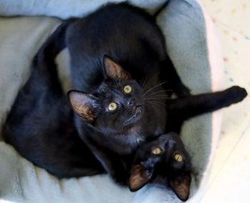 High angle view of black cat