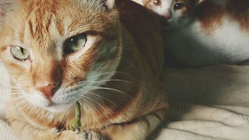 Close-up portrait of cat