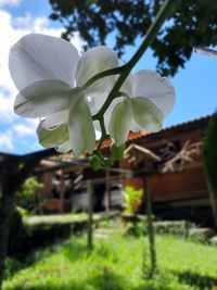 Close-up of white flowering plant
