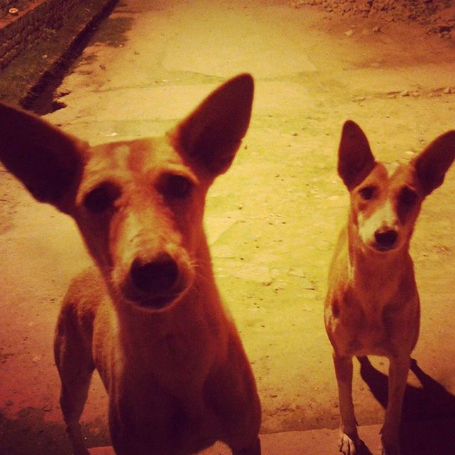 domestic animals, animal themes, mammal, pets, dog, looking at camera, two animals, portrait, one animal, standing, brown, animal head, zoology, pet collar, field, outdoors, no people, day, livestock, togetherness