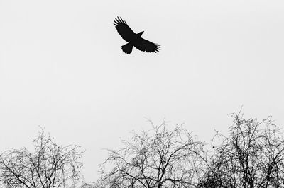 Low angle view of eagle flying against clear sky