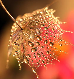 Close-up of raindrops on dry sepal