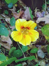 Close-up of yellow flowers blooming outdoors